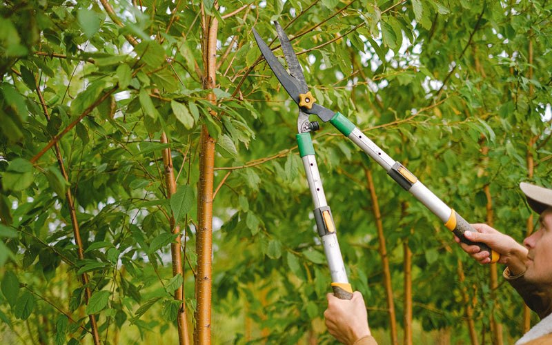 Tree trimming in Comanche, OK